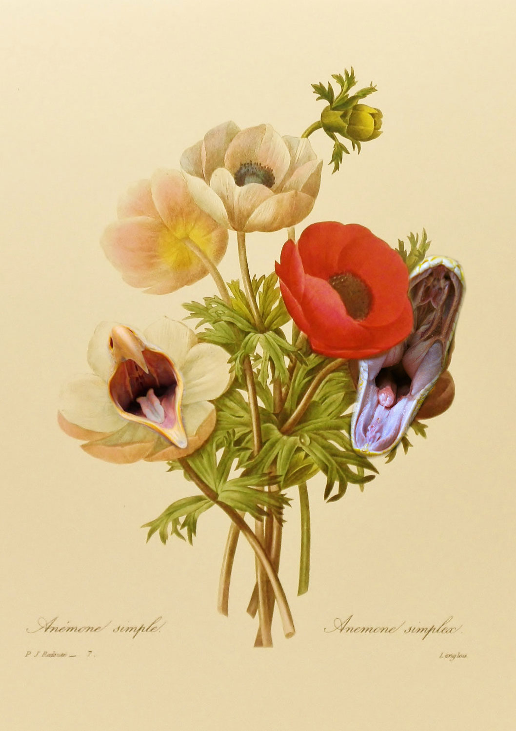 poppy_anemone_conny_habbel.jpg